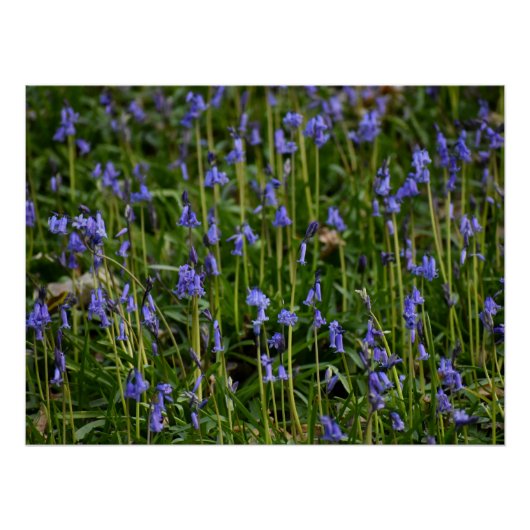 Bluebells Poster (Vorderseite)