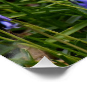 Bluebells Poster (Ecke)