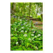 Bluebells Poster (Vorderseite)
