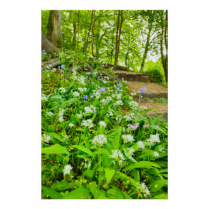 Bluebells Poster
