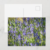 Bluebells Postkarte (Vorne/Hinten)