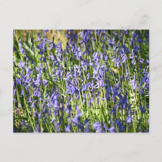 Bluebells Postkarte (Vorderseite)