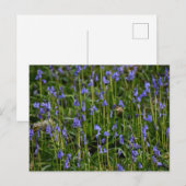 Bluebells Postkarte (Vorne/Hinten)