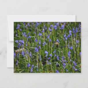 Bluebells Postkarte