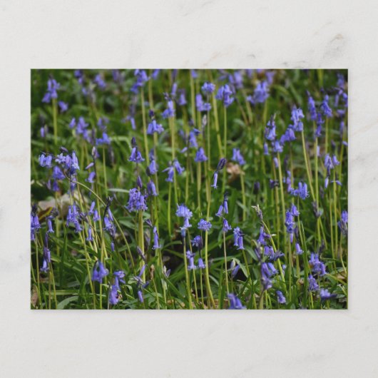 Bluebells Postkarte (Vorderseite)