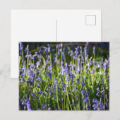 Bluebells Postkarte (Vorne/Hinten)