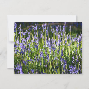 Bluebells Postkarte
