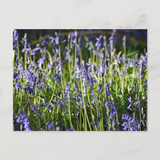 Bluebells Postkarte (Vorderseite)