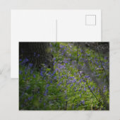 Bluebells Postkarte (Vorne/Hinten)