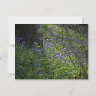Bluebells Postkarte