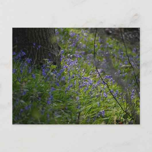 Bluebells Postkarte (Vorderseite)