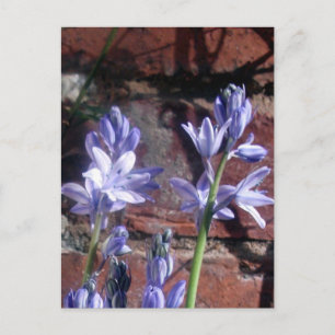 Bluebells Postkarte