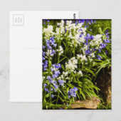 Bluebells Postkarte (Vorne/Hinten)