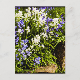Bluebells Postkarte