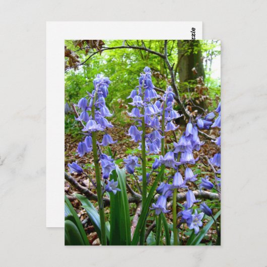BLUEBELLS ~ Postkarte (Vorne/Hinten)