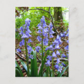 BLUEBELLS ~ Postkarte (Vorderseite)