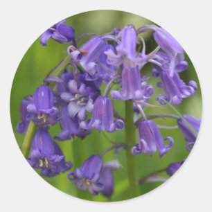 Bluebells Runder Aufkleber