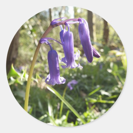 Bluebells Stickers (Vorderseite)