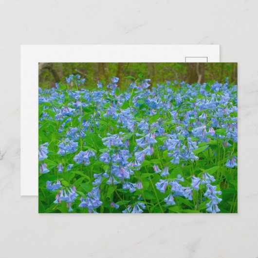 Bluebells, Three Creeks Metropark, Columbus, Ohio Postkarte (Vorne/Hinten)