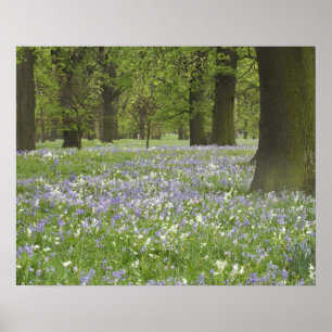 Bluebells und Eichen im Frühling, Little Hagley Poster