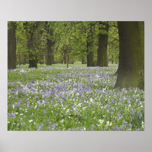 Bluebells und Eichen im Frühling, Little Hagley Poster (Vorne)