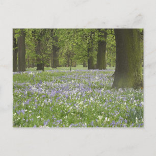 Bluebells und Eichen im Frühling, Little Hagley Postkarte