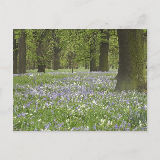 Bluebells und Eichen im Frühling, Little Hagley Postkarte (Vorderseite)