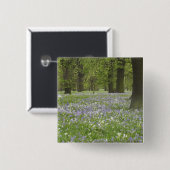 Bluebells und Eichenbäume im Frühling, Little Hagl Button (Vorne & Hinten)