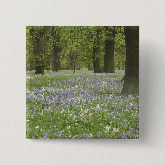 Bluebells und Eichenbäume im Frühling, Little Hagl Button (Vorderseite)