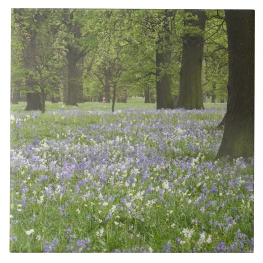 Bluebells und Eichenbäume im Frühling, Little Hagl Fliese (Vorderseite)
