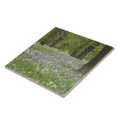 Bluebells und Eichenbäume im Frühling, Little Hagl Fliese (Seite)