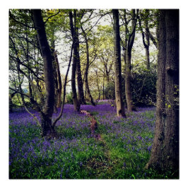 Bluebells Wald Bloral modern elegant Beautiful Poster