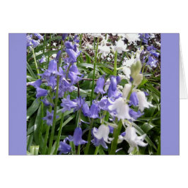 Bluebells x 3 Foto-Karte
