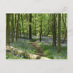 Bluebellwald Postkarte