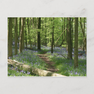 Bluebellwald Postkarte