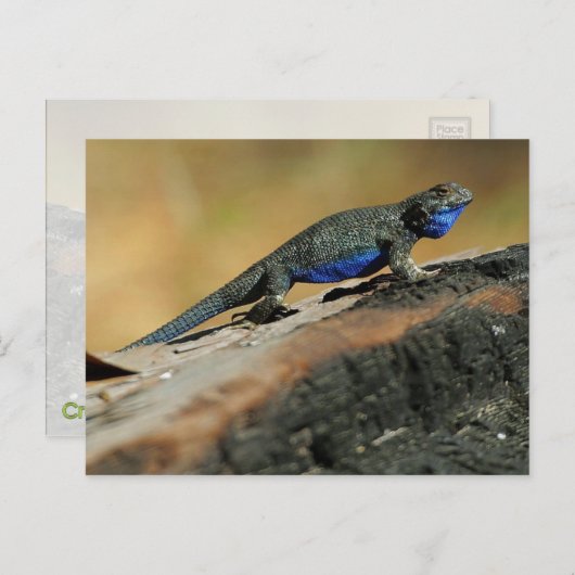 BlueBelly Lizard Postkarte (Vorne/Hinten)