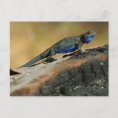 BlueBelly Lizard Postkarte (Vorderseite)