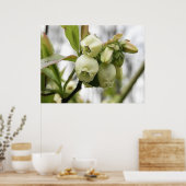 Blueberblüten Poster (Küche)