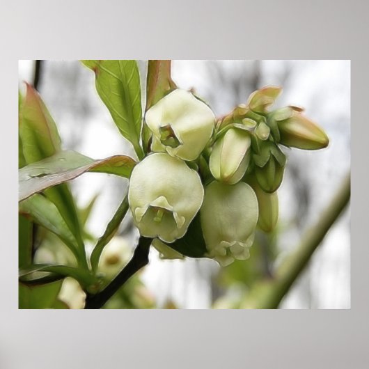Blueberblüten Poster (Vorne)