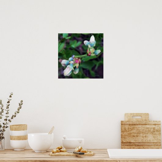 Blueberries blühen poster (Küche)