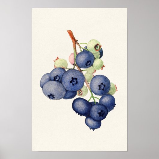 Blueberries (Vaccinium Corymbosum) Fruchtmalerei Poster (Vorne)