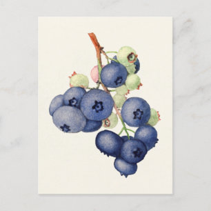 Blueberries (Vaccinium Corymbosum) Fruchtmalerei Postkarte