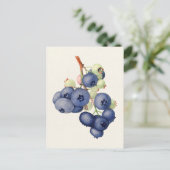 Blueberries (Vaccinium Corymbosum) Fruchtmalerei Postkarte (Stehend Vorderseite)