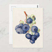 Blueberries (Vaccinium Corymbosum) Fruchtmalerei Postkarte (Vorne/Hinten)