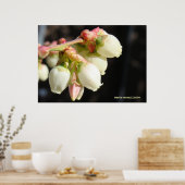 Blueberry Blossom Cluster Poster (Küche)