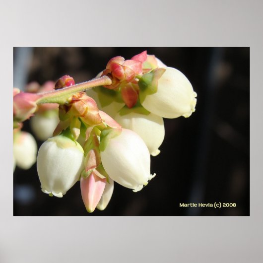 Blueberry Blossom Cluster Poster (Vorne)