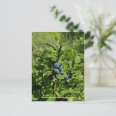 Blueberry Bush, Insel Unalaska Postkarte (Stehend Vorderseite)