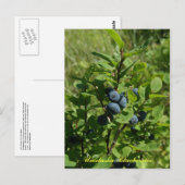 Blueberry Bush, Insel Unalaska Postkarte (Vorne/Hinten)