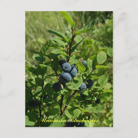 Blueberry Bush, Insel Unalaska Postkarte (Vorderseite)