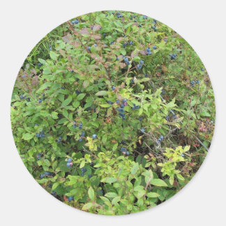 Blueberry Bush Runder Aufkleber
